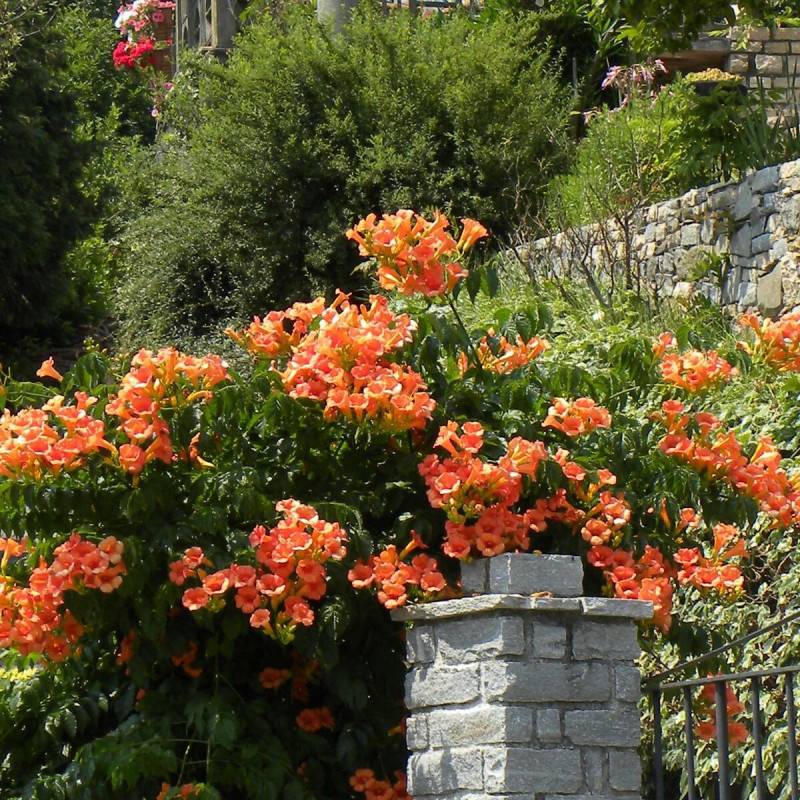 Bignone Indian Summer® 'Kudian' à fleurs Orange - feuillage Caduc - Pot de 1L - 30/60 cm- hauteur à maturité De 2,00 m à 2,50 m - Image 3