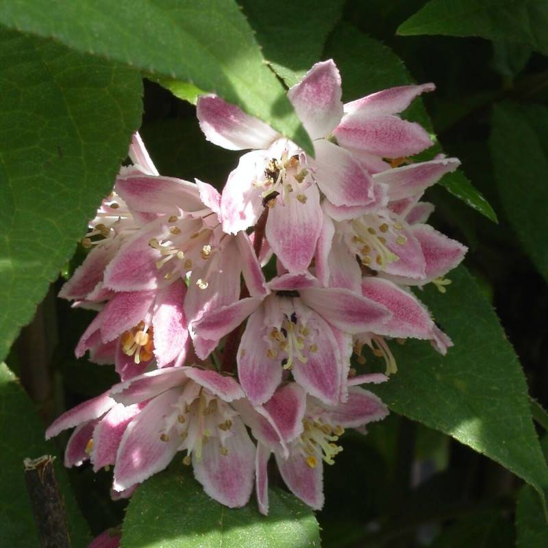 Deutzie Mont Rose, Deutzia à fleurs Rose - feuillage Caduc - Pot de 4L - 40/60 cm-  hauteur à maturité De 1,50 m à 2,00 m - Image 1