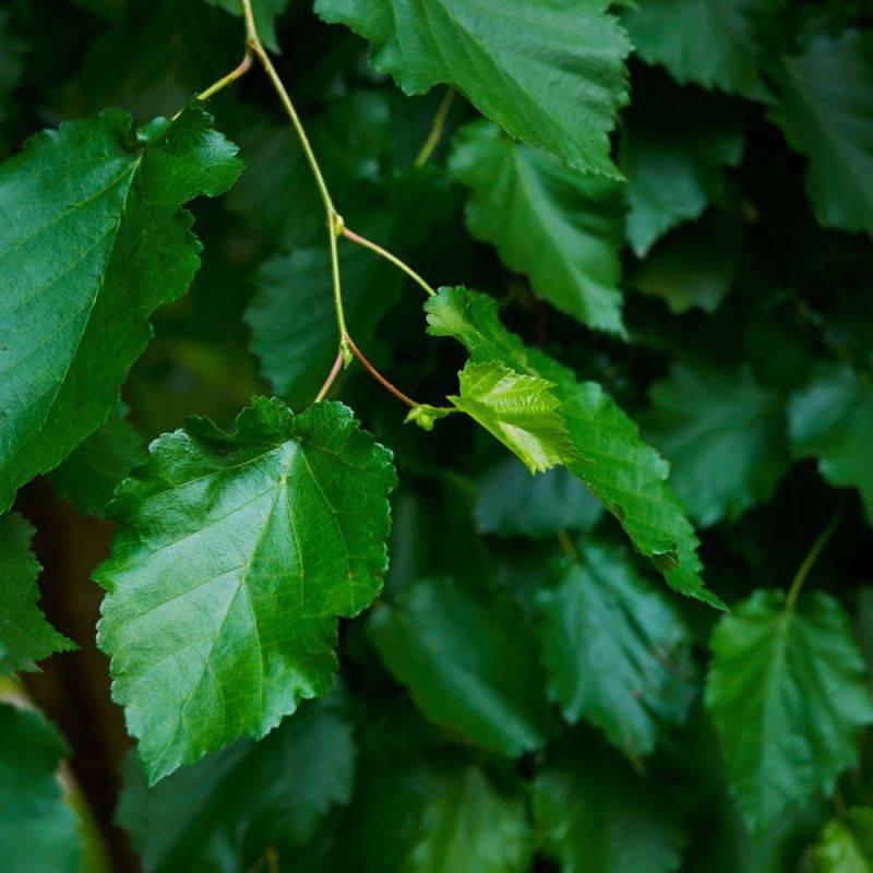 Noisetier de Byzance (Corylus colurna) - Godet - Taille 20/40cm - Pépinières Naudet - Image 2
