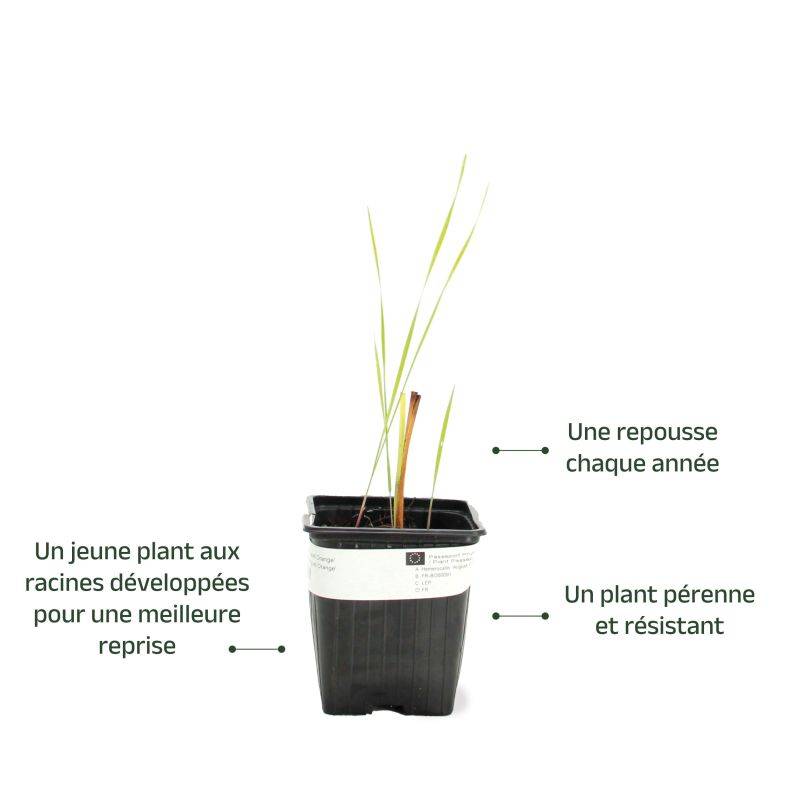3 Hémérocalles 'August Orange' (Hemerocallis) - Lot de 3 vivaces - Pépinières Naudet - Image 3