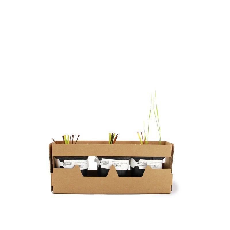 3 Hémérocalles 'August Orange' (Hemerocallis) - Lot de 3 vivaces - Pépinières Naudet - Image 4