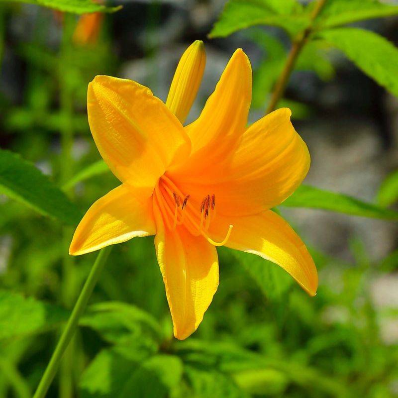 3 Hémérocalles 'August Orange' (Hemerocallis) - Lot de 3 vivaces - Pépinières Naudet - Image 1
