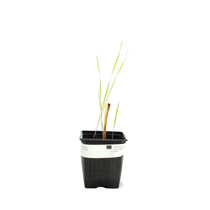 3 Hémérocalles 'August Orange' (Hemerocallis) - Lot de 3 vivaces - Pépinières Naudet - Image 2
