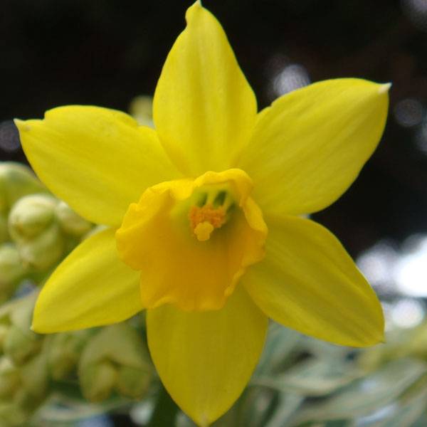 Promesse de Fleurs - Narcisse February Gold Bulbe calibre 14+ (par 10)
