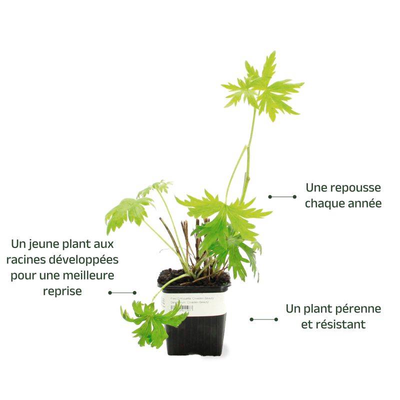 3 Pieds d'Alouette 'Cliveden Beauty' (Delphinium 'Cliveden Beauty') - Lot de 3 vivaces - Pépinières Naudet - Image 3
