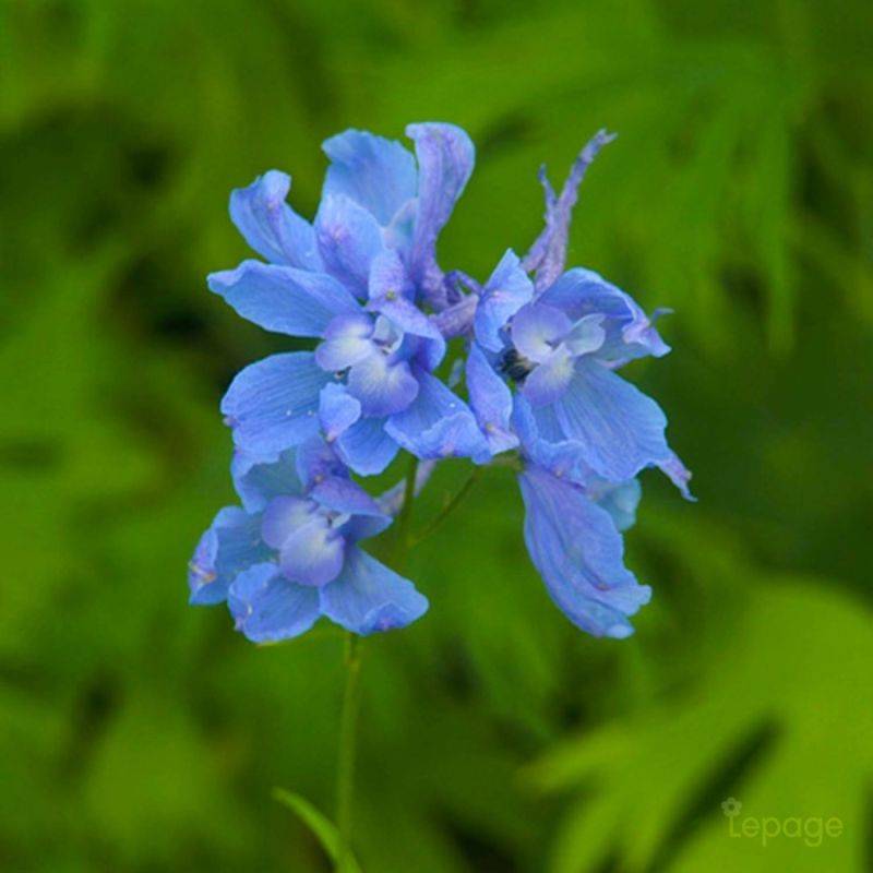 3 Pieds d'Alouette 'Cliveden Beauty' (Delphinium 'Cliveden Beauty') - Lot de 3 vivaces - Pépinières Naudet - Image 1