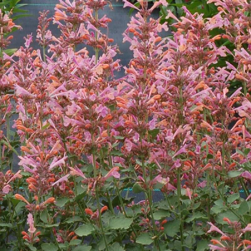Agastache Kudos Ambrosia® à fleurs Rose - feuillage Caduc - Godet - 5/20 cm-  hauteur à maturité De 0,15 m à 0,50 m - Image 1