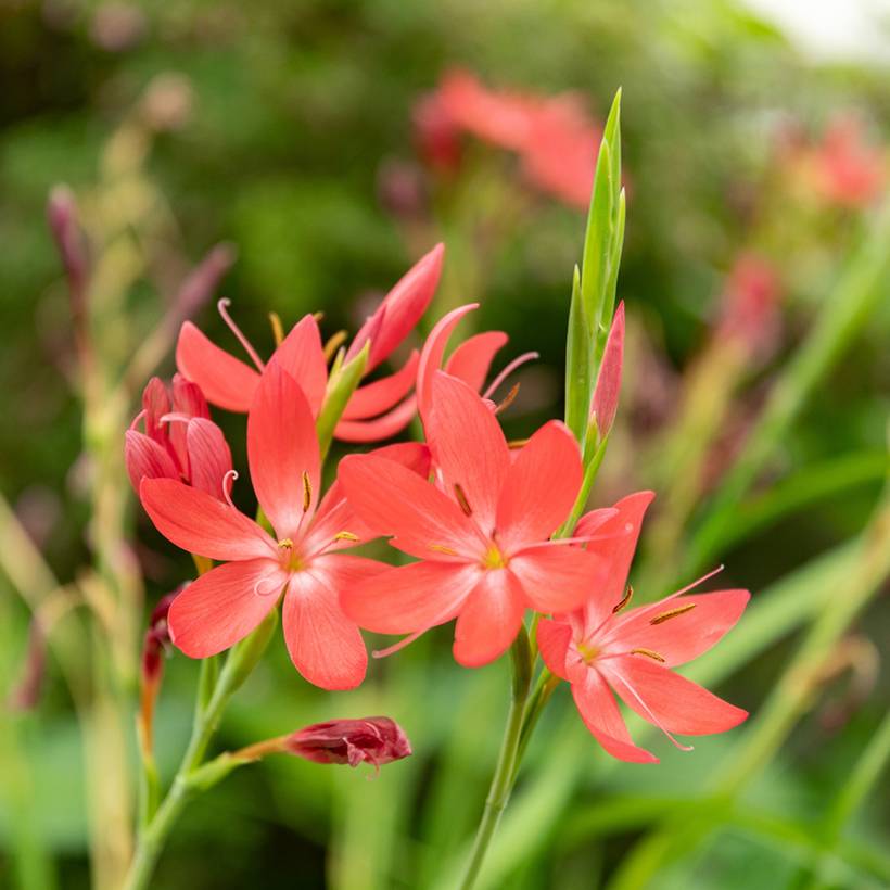 Promesse de Fleurs - Schizostylis coccinea - Lis des Cafres Godet de 8/9 cm