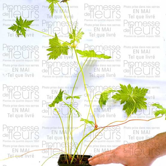 Geranium vivace Catherine Deneuve Godet de 8/9 cm - Image 2