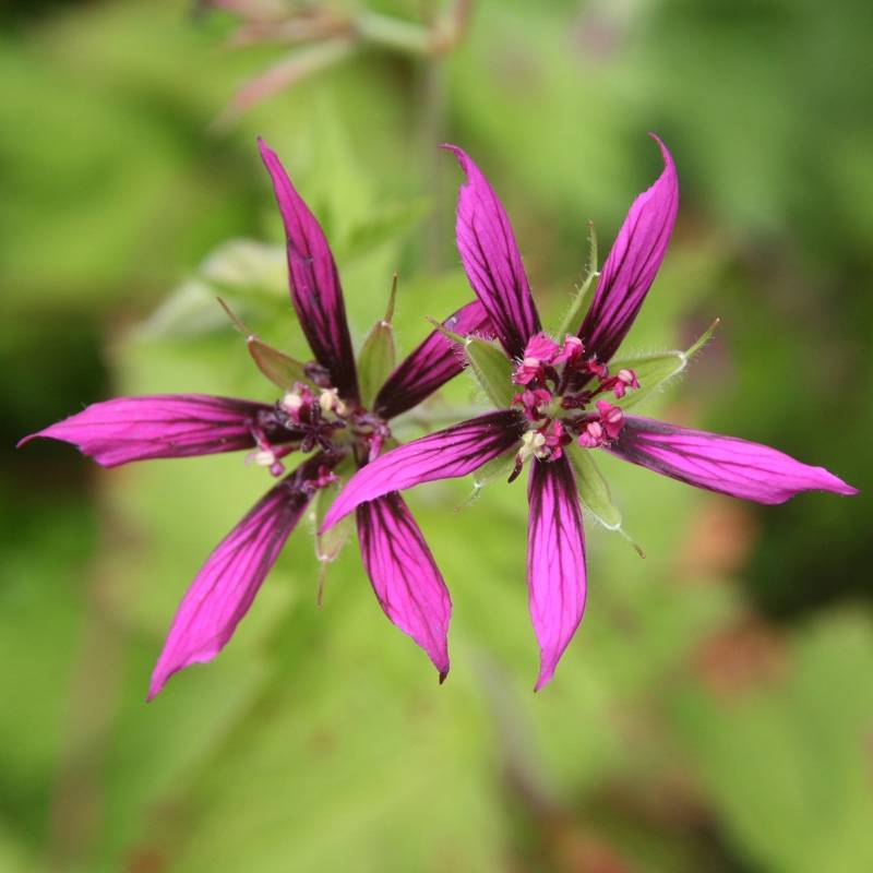 Geranium vivace Catherine Deneuve Godet de 8/9 cm - Image 1