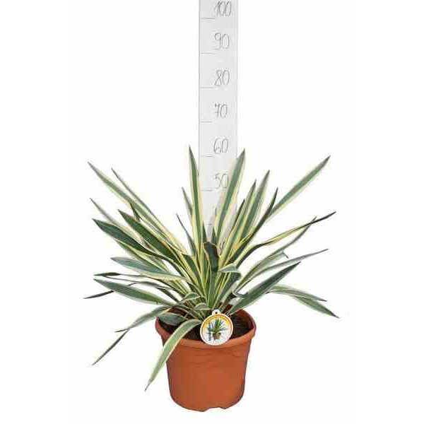 0 - Yucca gloriosa variegata (Dague espagnole) Pot de 65L - 70/100cm - Image 1
