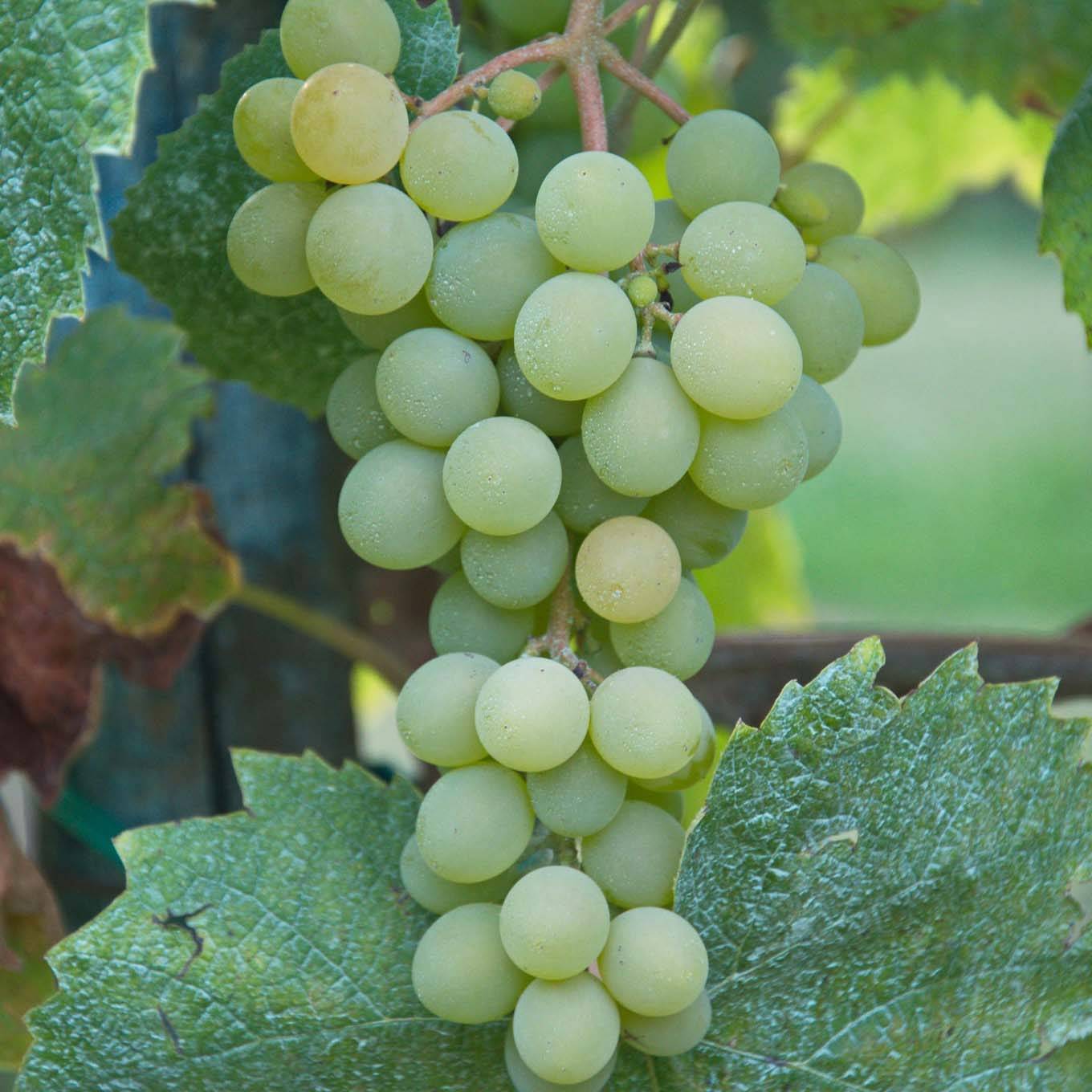 Vigne sans pépin Apirena bianca Pot de 3L/4L