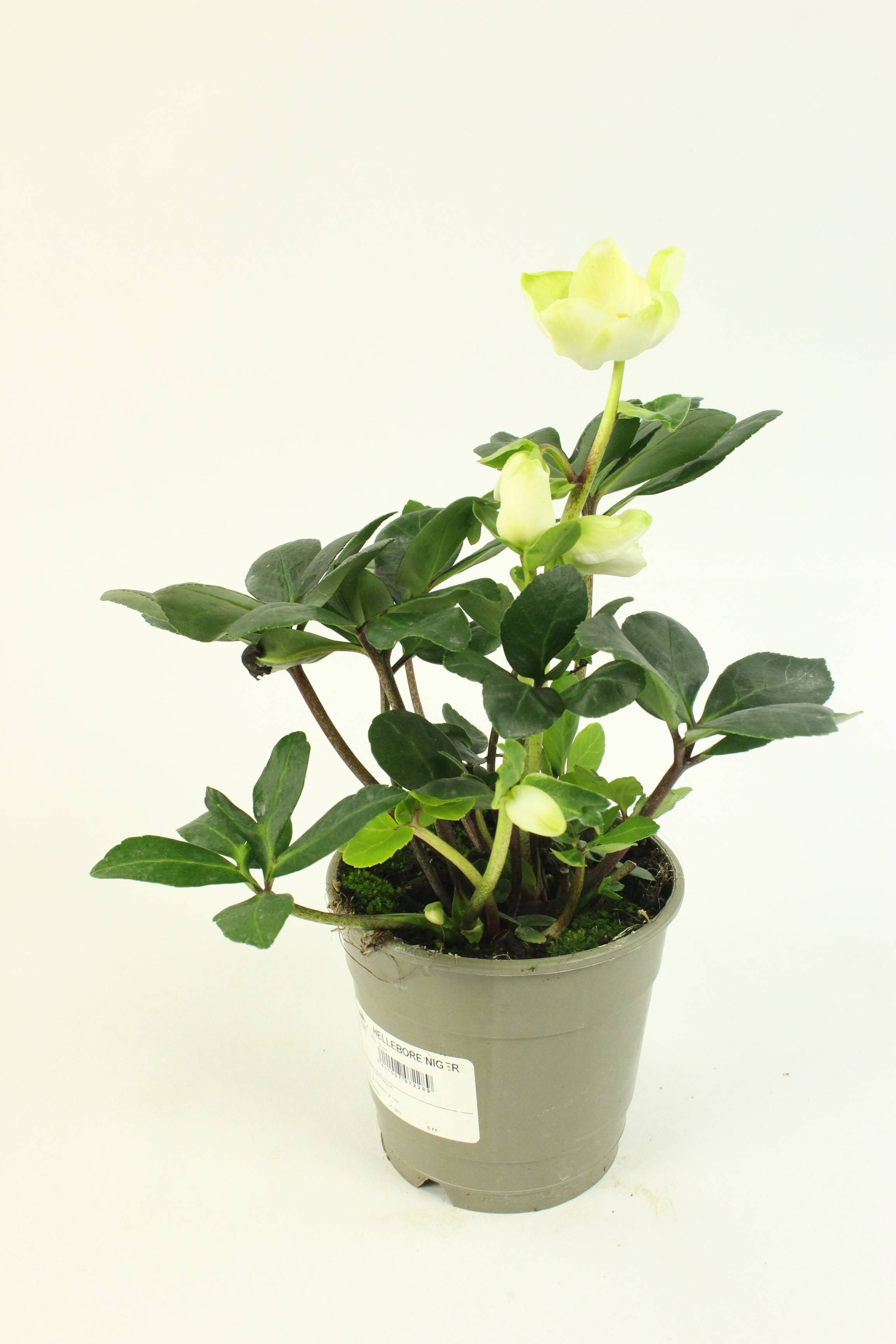 Fleuron D'Anjou - HELLEBORE NIGER  Pot 12 cm