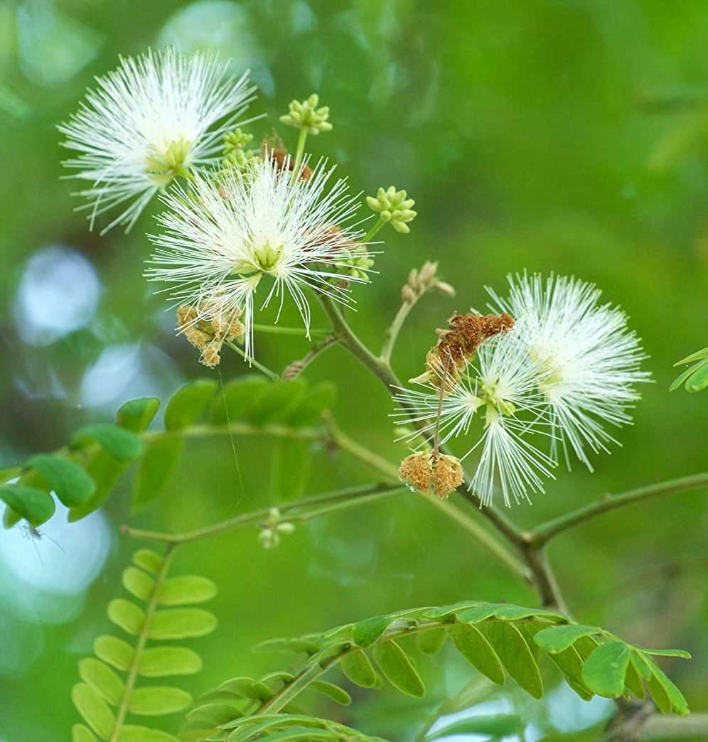 Sans Marque - Albizia lebbeck (Bois Noir, Bois noir Cha-Cha, Bois noir des Bas, Acacia lebbeck) Couleur floraison:Blanc - Taille:Pot de 25L - 180/200cm