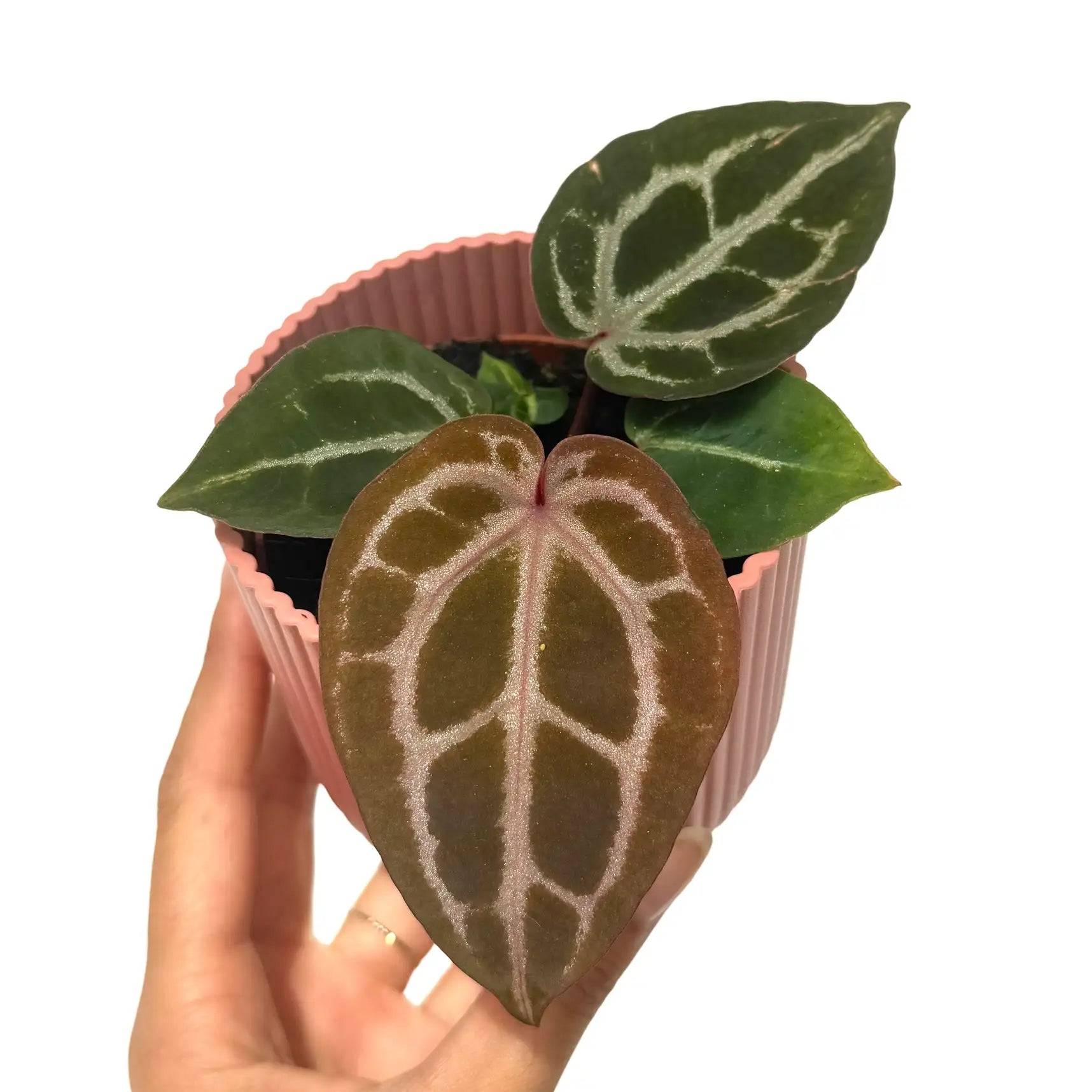 Anthurium 'Red Crystallinum' - Pot de 8cm - Plantes d'intérieur - Image 3