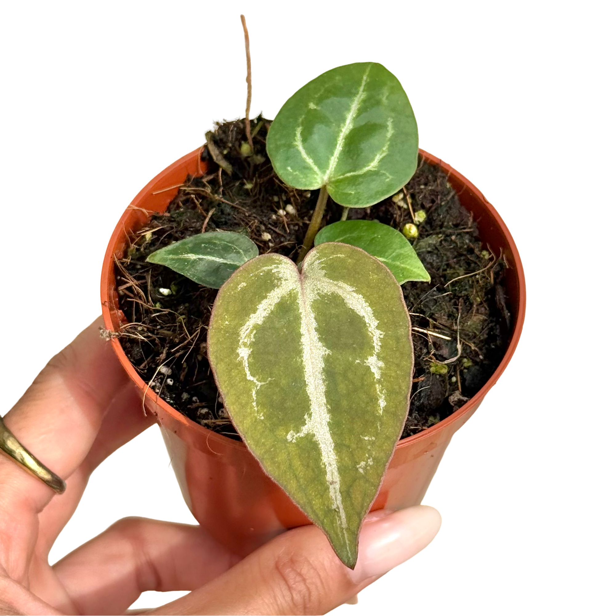Anthurium 'Red Crystallinum' - Pot de 8cm - Plantes d'intérieur