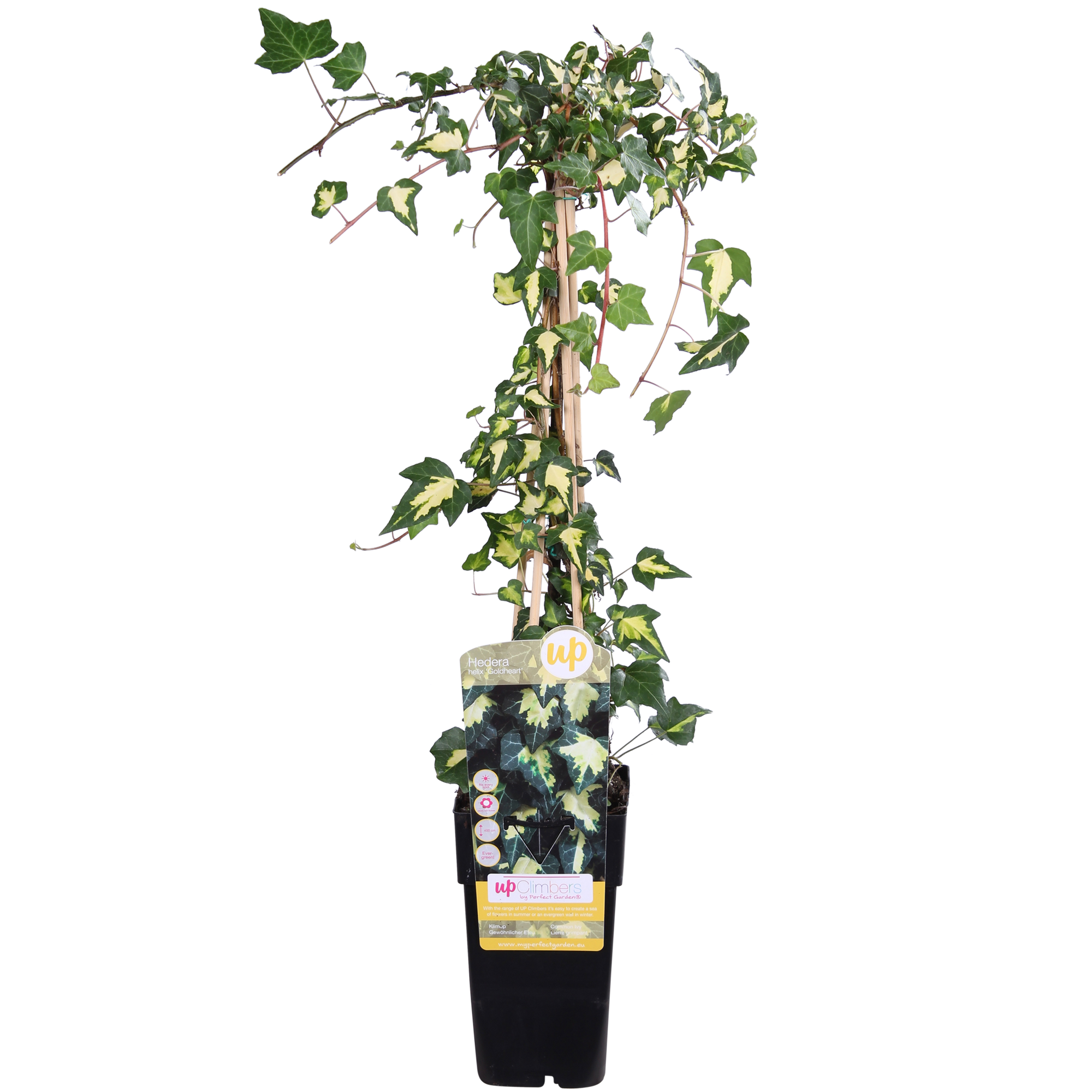 La Green Touch - Hedera Helix 'Goldheart' - D15 H65cm - Image 1