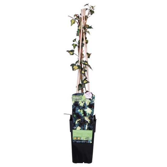 La Green Touch - Hedera Helix 'Goldheart' - D15 H65cm - Image 2