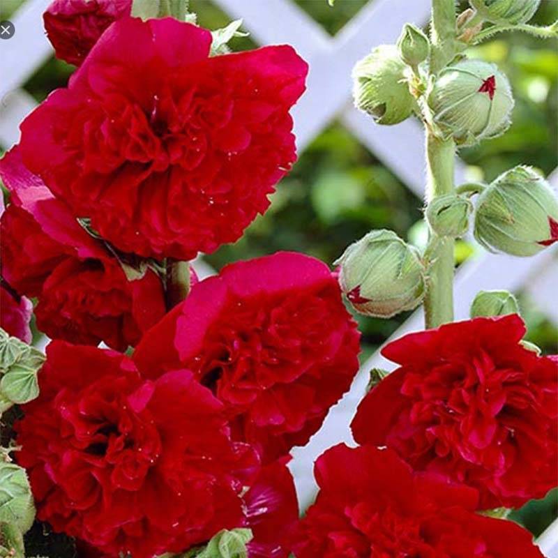 Rose trémière - Alcea rosea Pleniflora Rouge Pot de 2L/3L