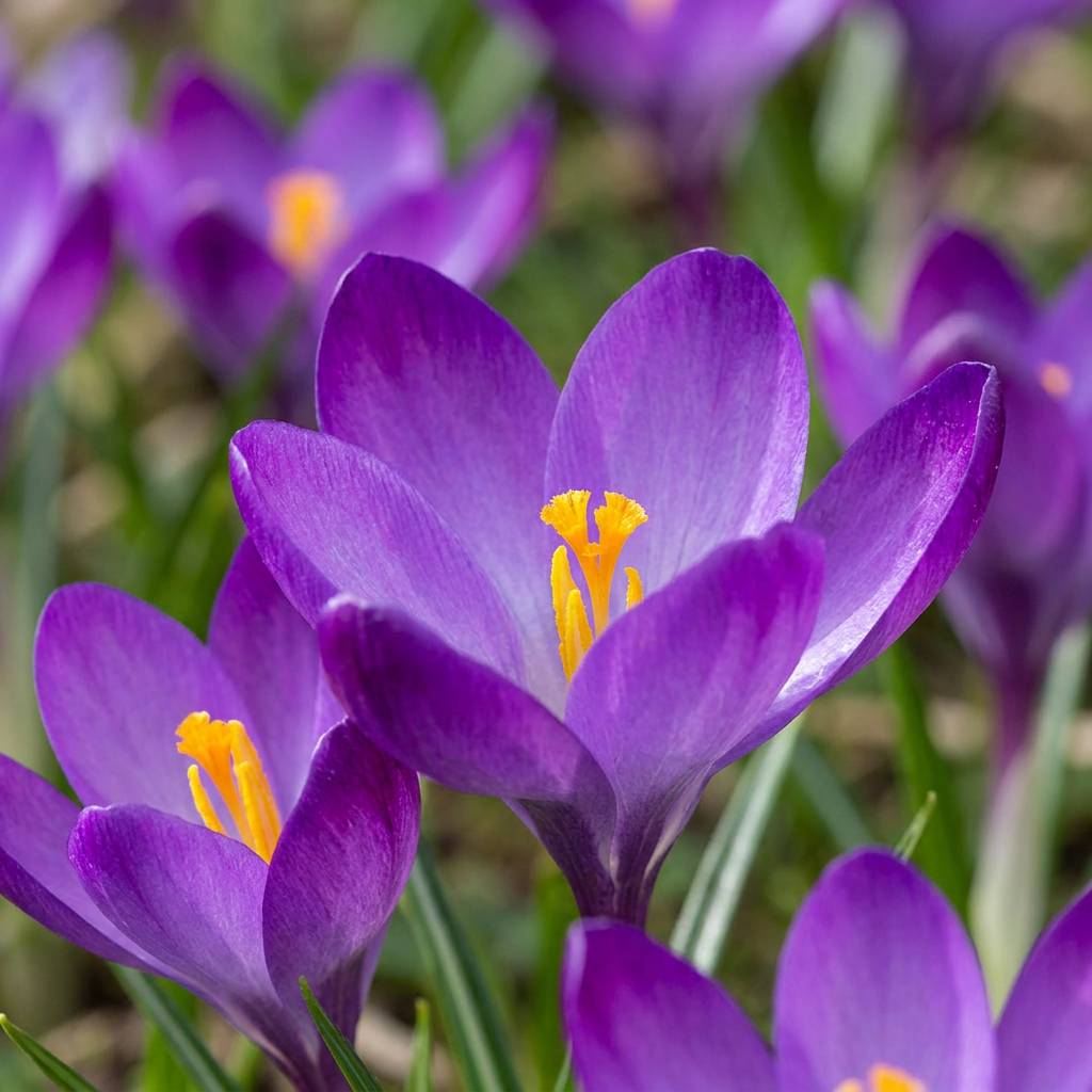 La Green Touch - Crocus Ruby Giant - 50 bulbes - calibre 5/+ - Image 1