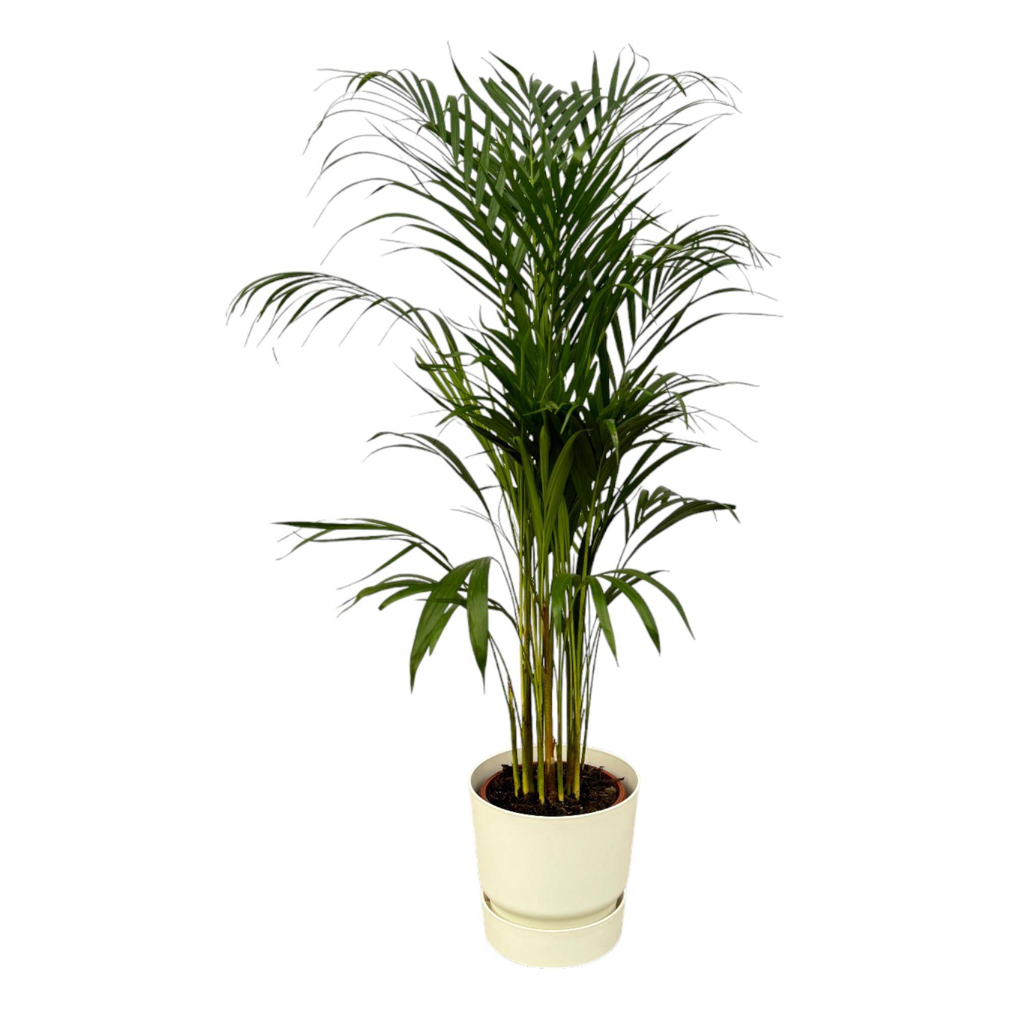 Palmier Areca - Plantes d'intérieur - Image 1