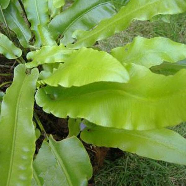 Promesse de Fleurs - Phyllitis scolopendrium - Fougère Scolopendre Pot de 2L/3L - Image 1