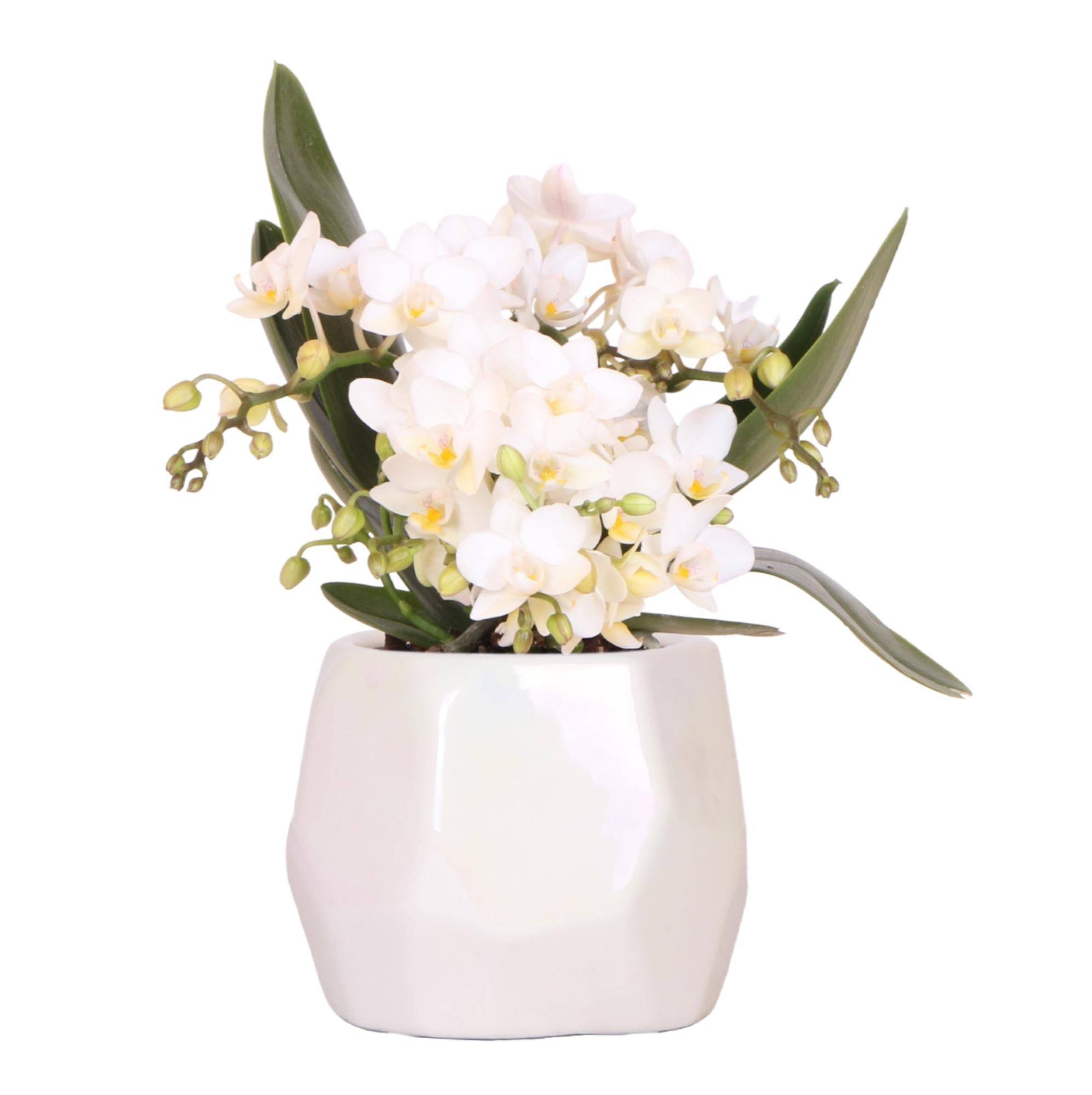 Orchidée Blanche 'Nazaré' + Pot Décoratif Pearl Travertine - D9 H25cm - Image 1