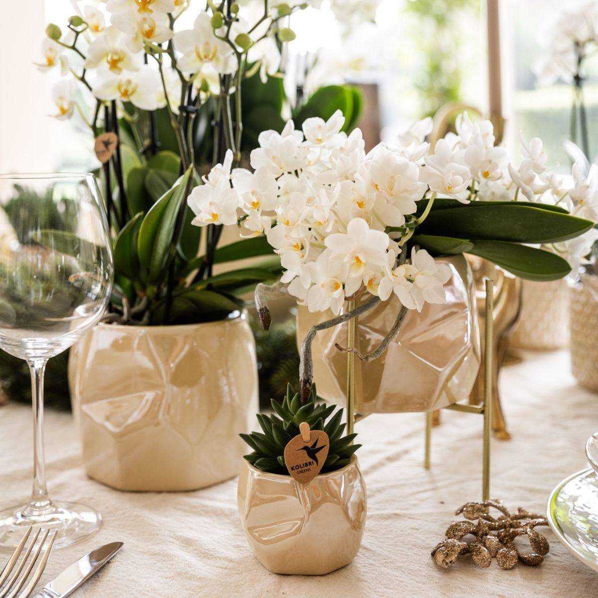 Orchidée Blanche 'Nazaré' + Pot Décoratif Pearl Travertine - D9 H25cm - Image 4