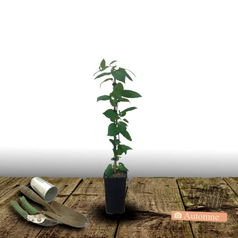 Chèvrefeuille Cedar Lane® à fleurs Rouge - feuillage Persistant - Pot de 1,5L - Tuteur bambou 30/60 cm-  hauteur à maturité De 3,00 m à 5,00 m - Image 2