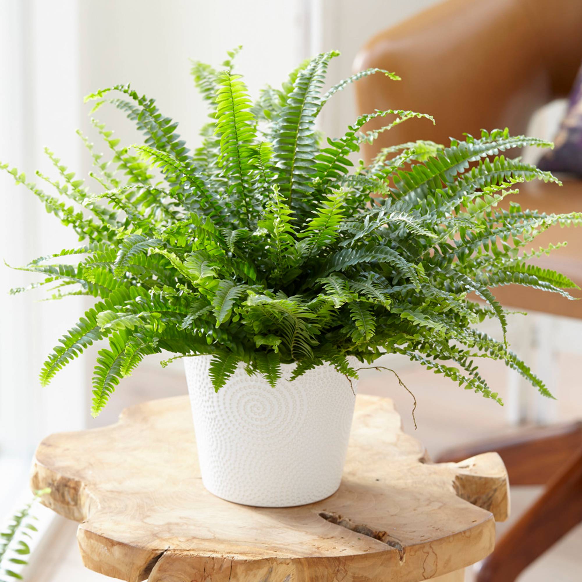 Gardenersdream - Nephrolepis Fougère De Boston | Plante D'Intérieur À Vendre Comme Cadeau | De 25 À 35 Cm Pot Inclus - GardenersDream - Image 1