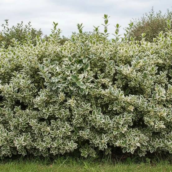Osmanthe panaché, Osmanthus à fleurs Blanche - feuillage Persistant - Pot de 3L - 20/40 cm- hauteur à maturité De 2,50 m à 3,00 m - Image 4