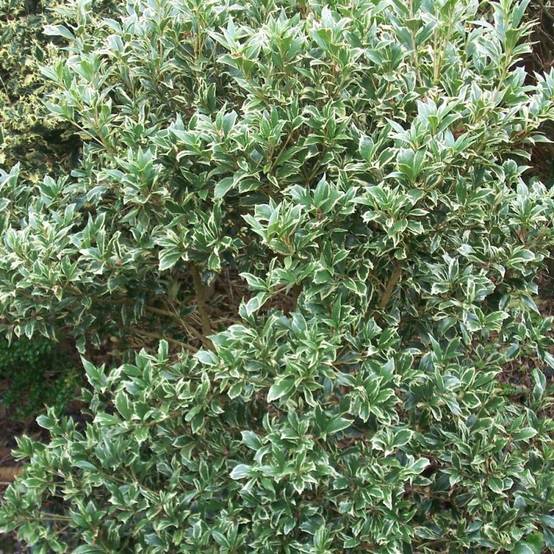 Osmanthe panaché, Osmanthus à fleurs Blanche - feuillage Persistant - Pot de 3L - 20/40 cm- hauteur à maturité De 2,50 m à 3,00 m - Image 2