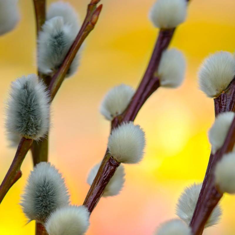 Saule marsault pleureur, Salix à fleurs Blanche - feuillage Caduc - Pot de 7,5L - Tigette - 60/80 cm-  hauteur à maturité De 2,50 m à 3,00 m - Image 3