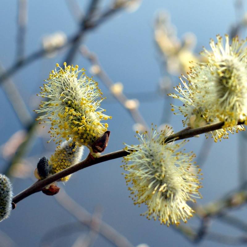 Saule marsault pleureur, Salix à fleurs Blanche/Jaune - feuillage Caduc - Pot de 7,5L - Tigette - 60/80 cm - Image 1