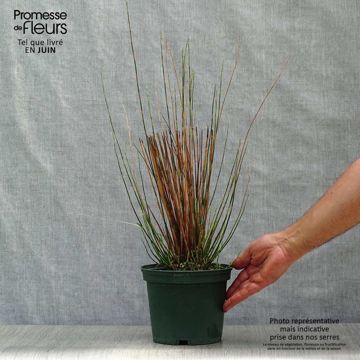 Promesse de Fleurs - Restio tetraphyllus - Baloskion tetraphyllum Pot de 2L/3L - Image 2