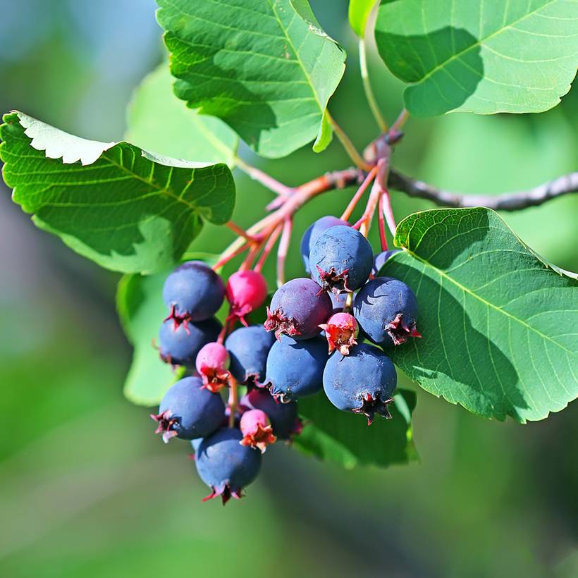 Promesse de Fleurs - Amelanchier alnifolia Greatberry Garden ou Northline Pot de 3L/4L, Touffe