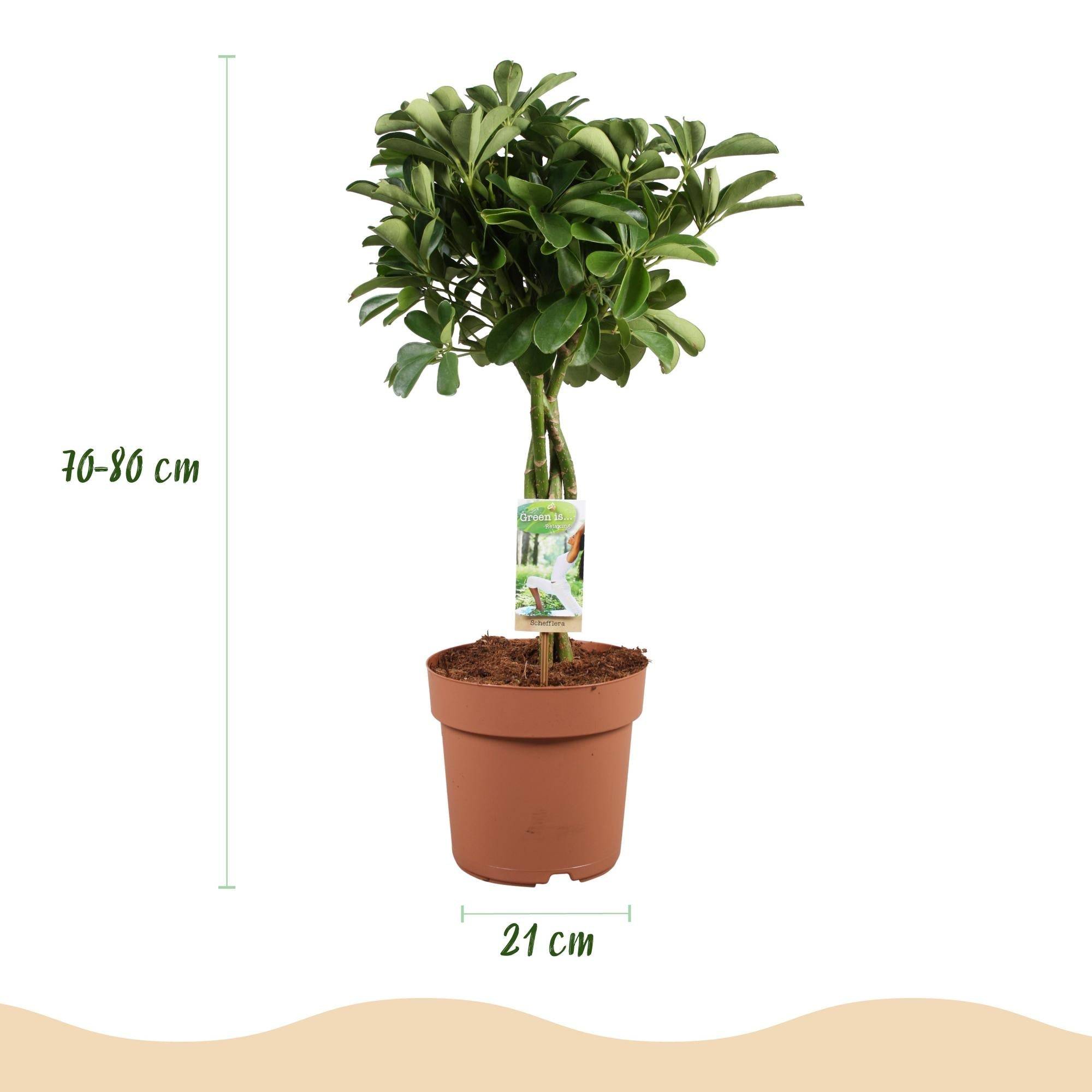 La Green Touch - Schefflera Nora - D21 H80cm - Image 4