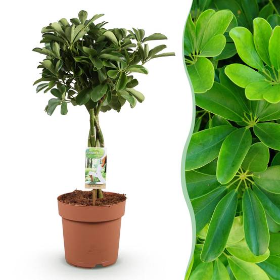 La Green Touch - Schefflera Nora - D21 H80cm - Image 2