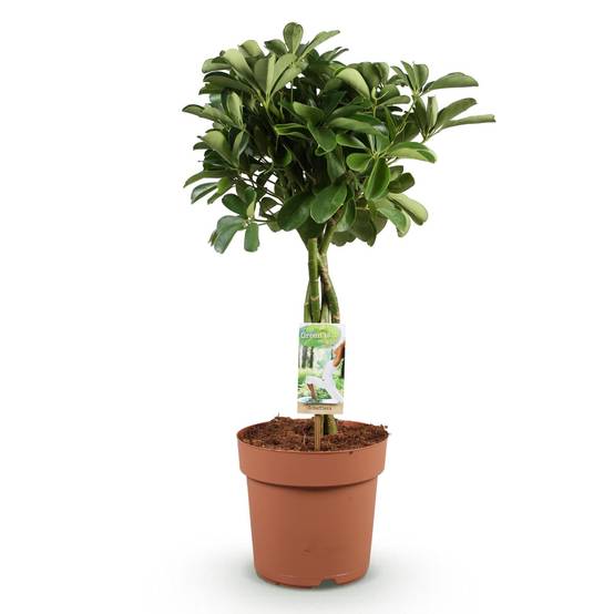 La Green Touch - Schefflera Nora - D21 H80cm - Image 3