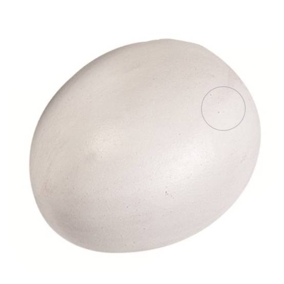 Lot de 25 œufs artificiels pour perroquets, en plastique, pour l Lot de 25 œufs artificiels pour perroquets, en plastique, pour l