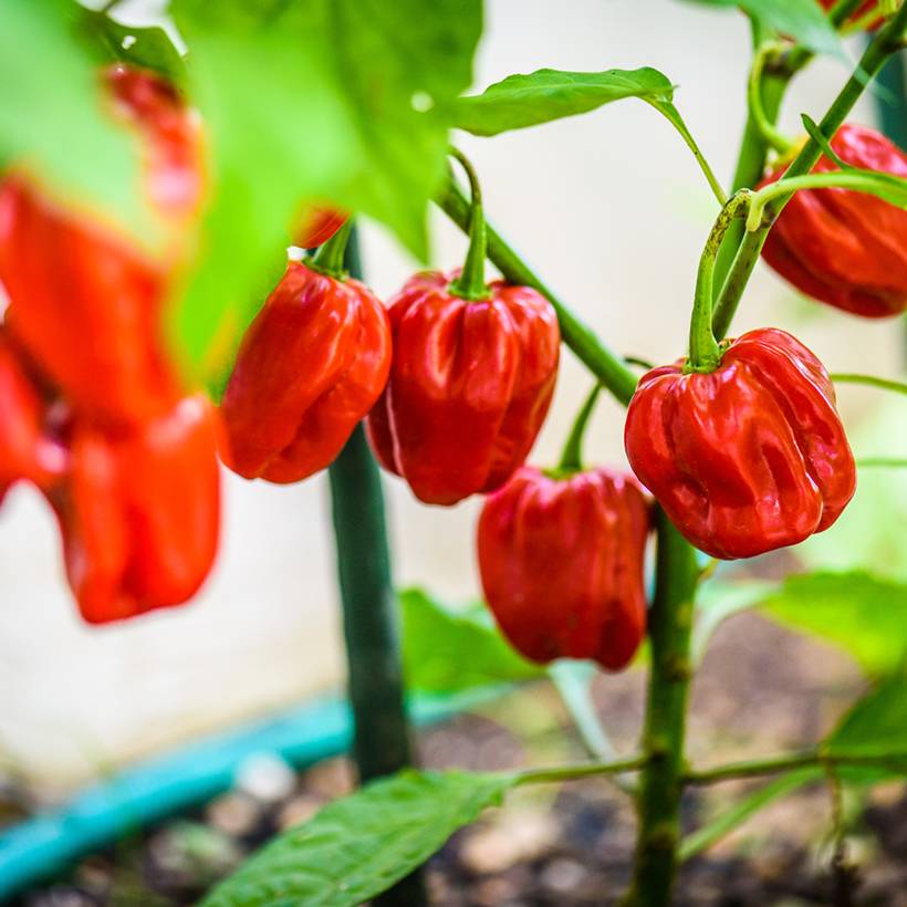 Piment Habanero - Piment antillais le sachet de 40 graines environ (0,2g)