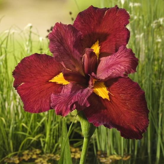 Iris de Louisiane Ann Chowning - Iris louisiana Godet de 8/9 cm