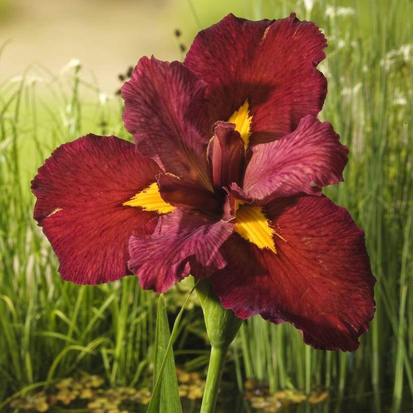 Iris de Louisiane Ann Chowning - Iris louisiana Godet de 8/9 cm