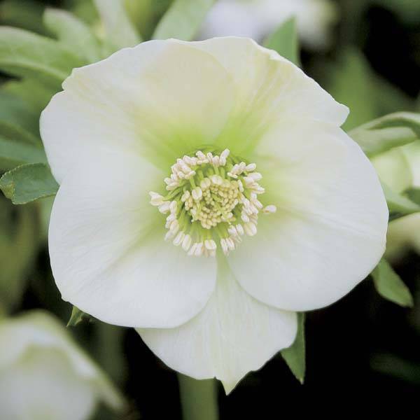 Promesse de Fleurs - Hellébore orientale Blanc Pot de 2L/3L