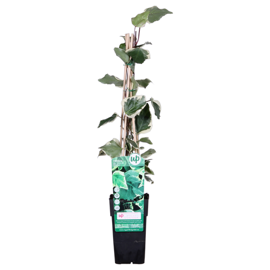 Hedera Algeriensis 'Gloire de Maren' - D15 H65cm - Image 1