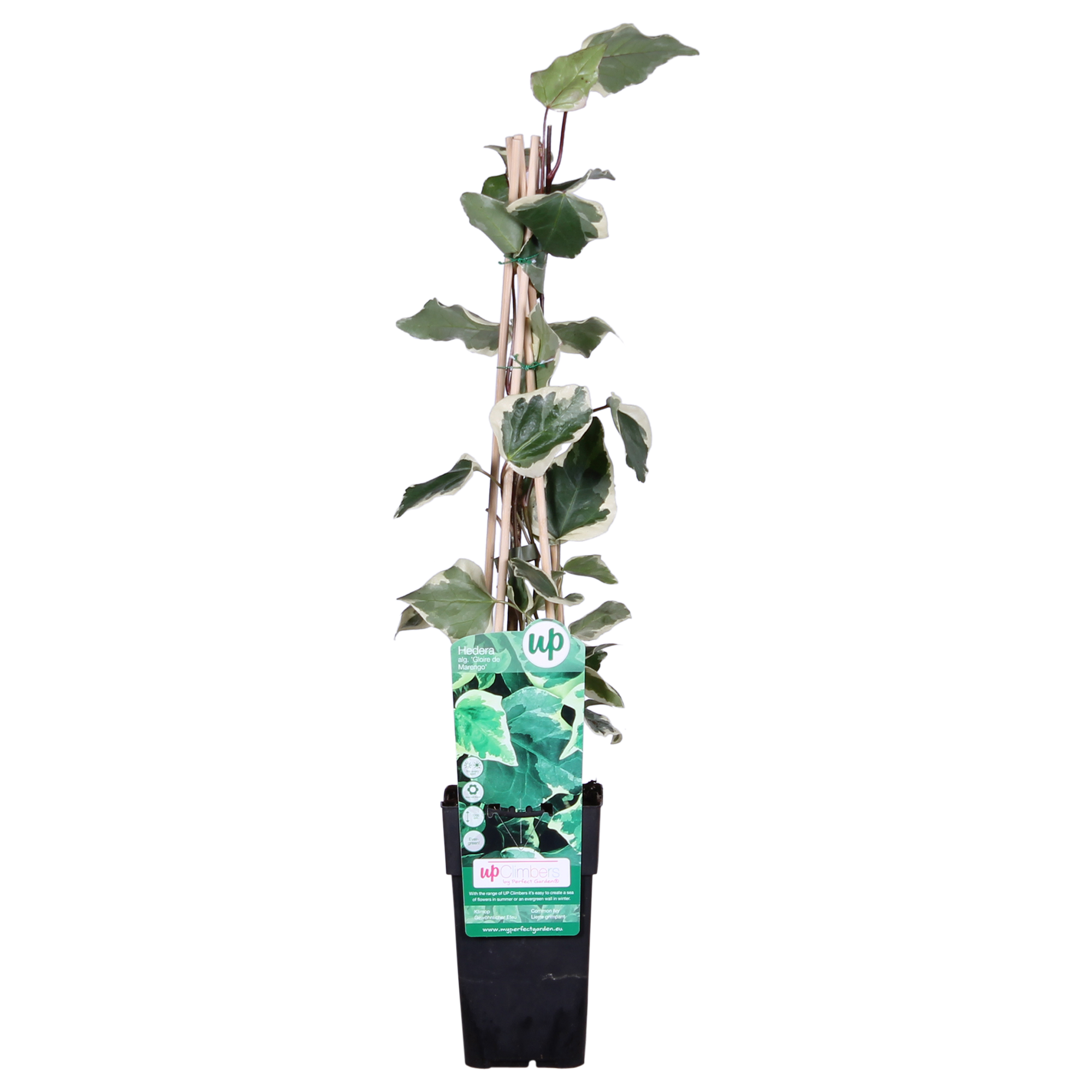 Hedera Algeriensis 'Gloire de Maren' - D15 H65cm - Image 1