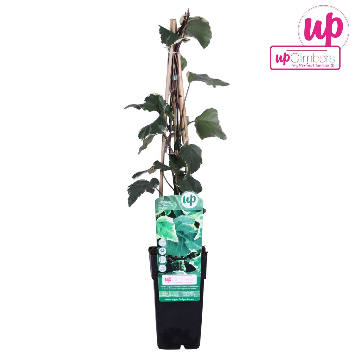 Hedera Algeriensis 'Gloire de Maren' - D15 H65cm - Image 3