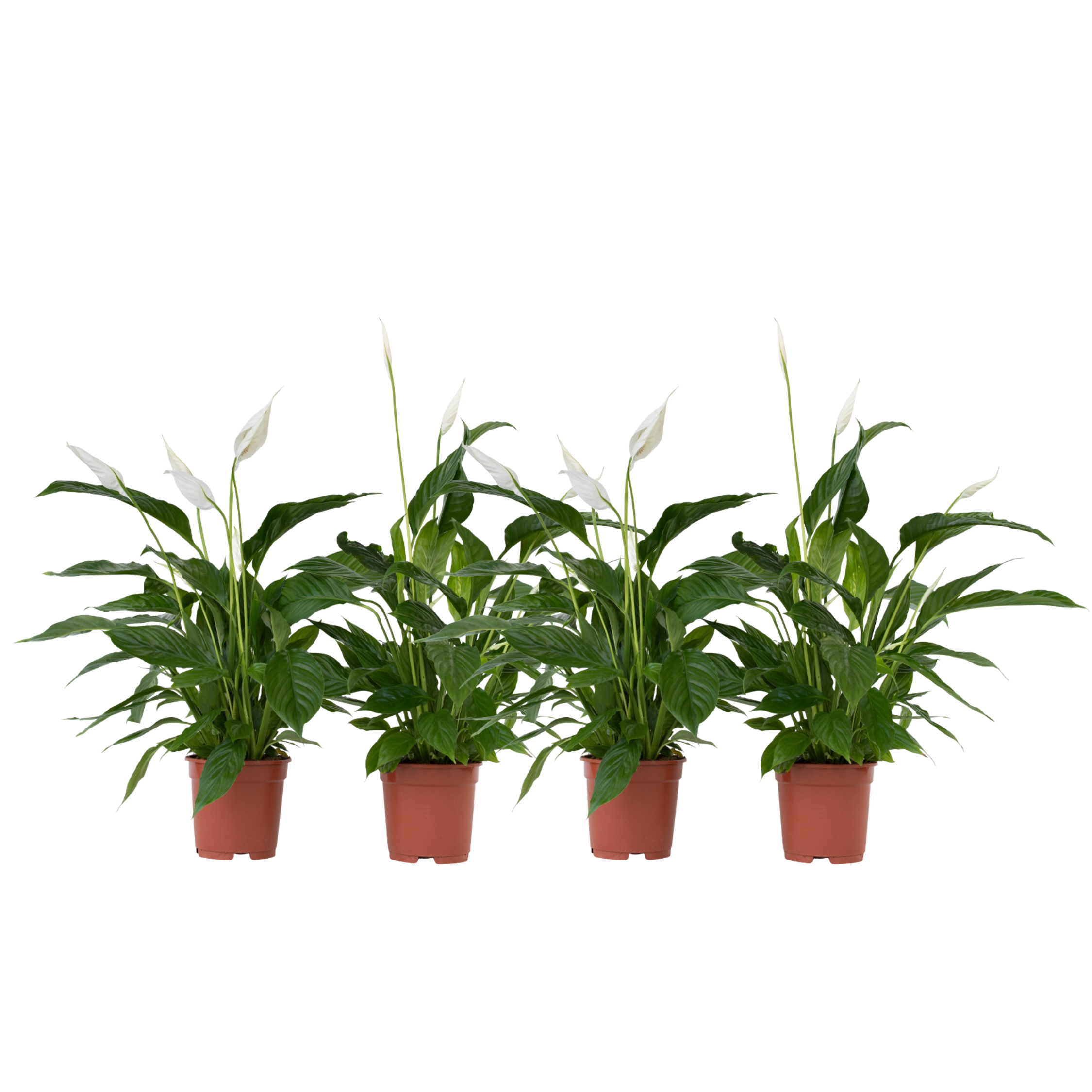 Plant In A Box - Fleur de lune - Set de 4 - Spathiphyllum 'Lima' - Hauteur 60-75cm - ⌀12cm - Image 1