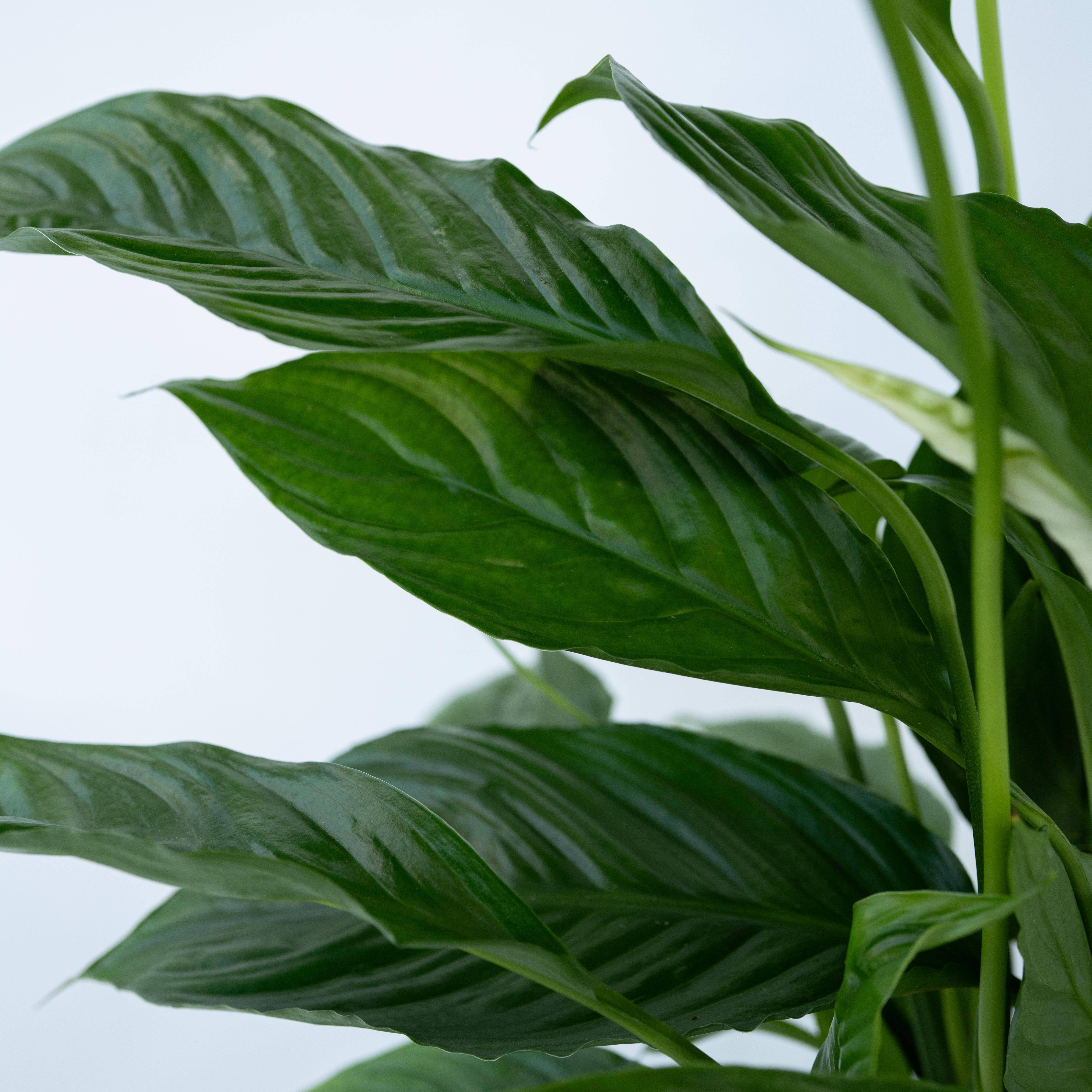 Plant In A Box - Fleur de lune - Set de 4 - Spathiphyllum 'Lima' - Hauteur 60-75cm - ⌀12cm - Image 5