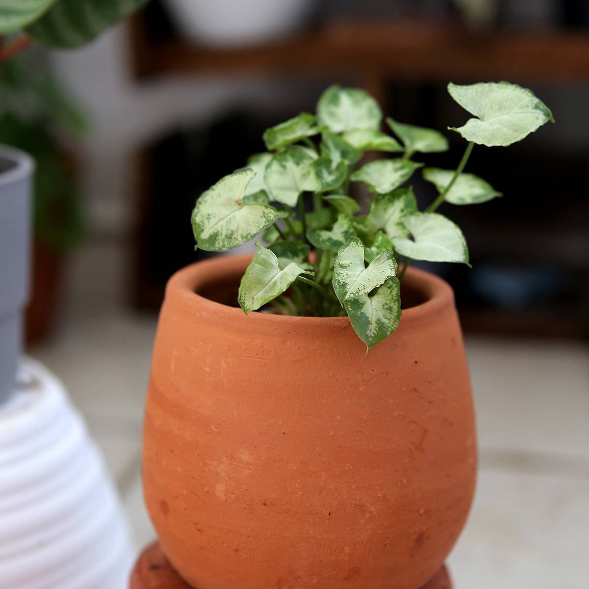 Promesse de Fleurs - Syngonium Pixie Mini-plante